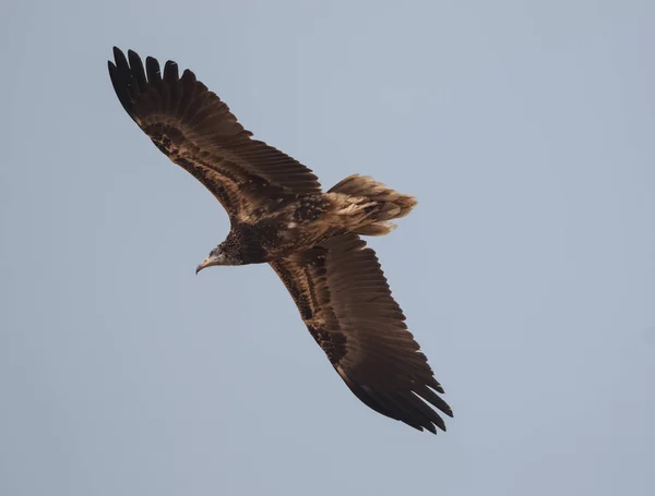 Himalayan Griffon Vulture Jorbeer Vulture Sanctuary Bikaner Rajasthan — стокове фото