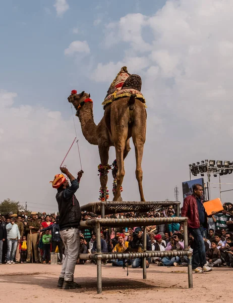 Bikaner Rajasthan Indien Januari 2019 Dekorerad Kamel Utför Dans För — Stockfoto