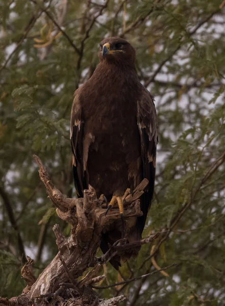 Steppe Eagle Raptor Ptak Perching Rajasthan Indie — Zdjęcie stockowe