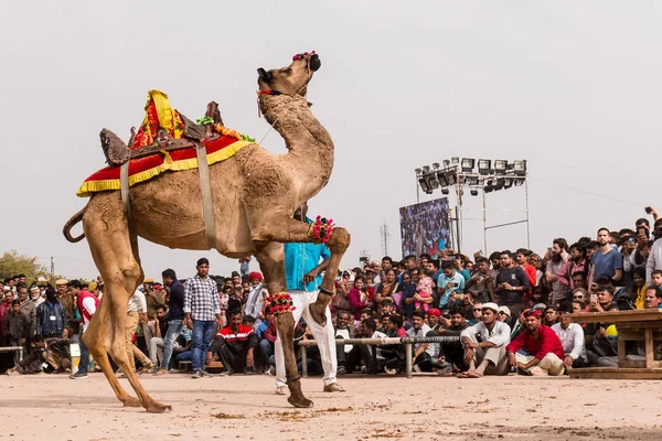 Bikaner Rajastán India Enero 2019 Danza Camello Decorado Para Atraer —  Fotos de Stock