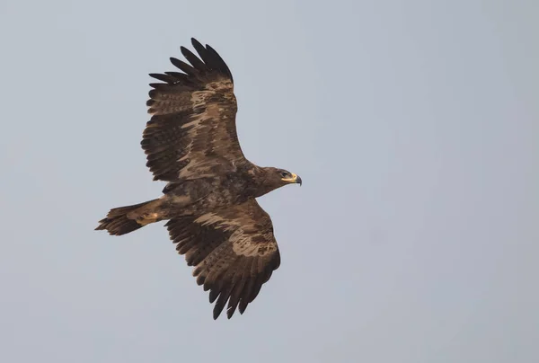 Steppe Eagle Διάφορες Δραστηριότητες Επιβίωσης Στο Καταφύγιο Γυπών Jorbeer Στο — Φωτογραφία Αρχείου