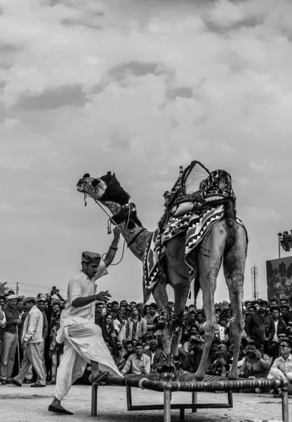 ビカナー ラジャスタン インド 1月2019 ビカナーで毎年恒例のラクダ祭りで地元や国際観光客を引き付けるために装飾されたラクダのパフォーマンスダンス — ストック写真