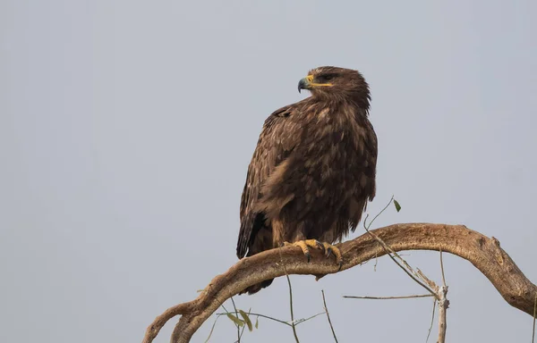 Steppe Eagle Diverse Activiteiten Overleven Jorbeer Gieren Heiligdom Bikaner — Stockfoto