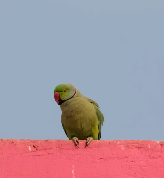 Bikaner Rajasthan India 2019 Január Rózsaszín Gyűrűs Papagáj Karni Mata — Stock Fotó