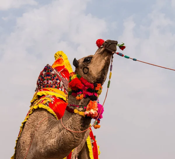 stock image Bikaner, Rajasthan / India - January 2019 :Decorated camel performing dance to attract local and international tourist in a annual camel festival at bikaner