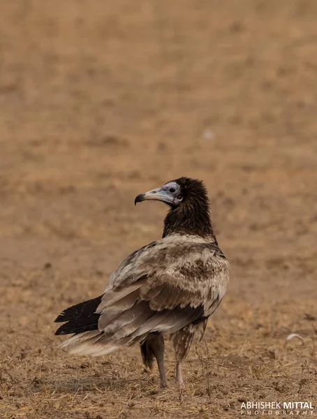 Sęp Egipski Neophron Percnopterus Perching Ground Vulture Sanctuary Rajasthan Indie — Zdjęcie stockowe