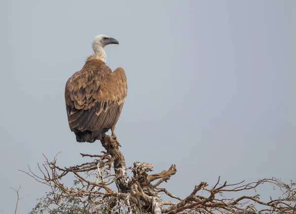 Grifone Avvoltoio Jorbeer Avvoltoio Santuario Bikaner — Foto Stock