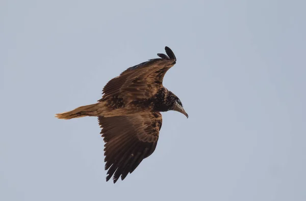 Avvoltoio Egiziano Jorbeer Vulture Santuario Bikaner — Foto Stock