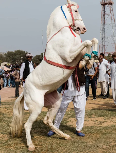 Bikaner Rajasthan Indie Leden 2019 — Stock fotografie