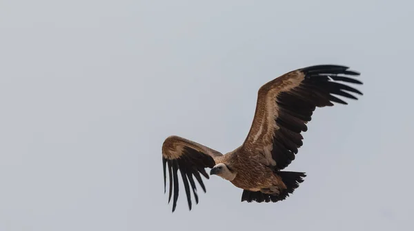 Griffon Vulture Vid Jorbeer Gam Helgedom Bikaner — Stockfoto