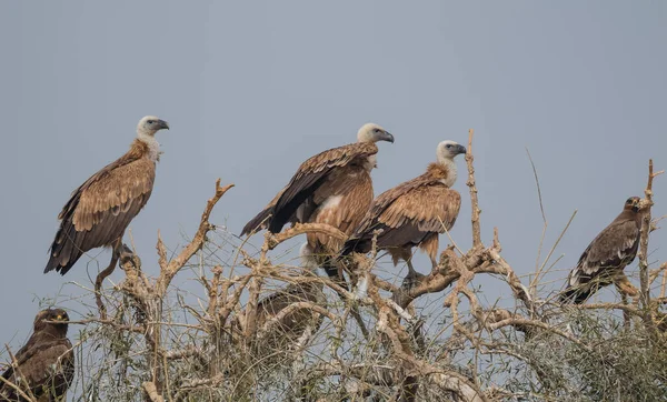 Griffon Vulture Jorbeer Sanctuaire Vautour Bikaner — Photo