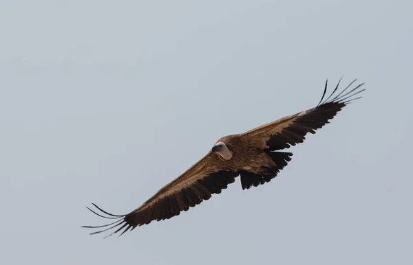 Griffon Vulture Jorbeer Vulture Bikaner — стокове фото