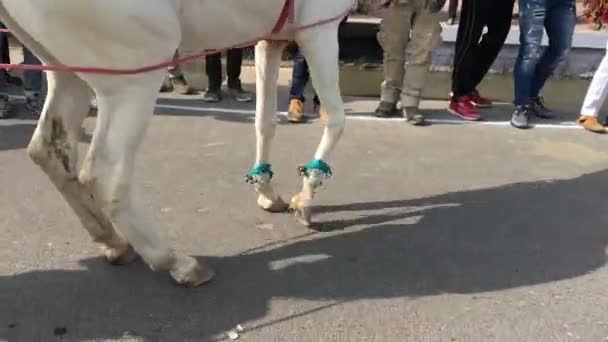 ビカナー ラジャスタン インド 2019年1月 ビカナーラクダ祭りで白馬が踊る — ストック動画