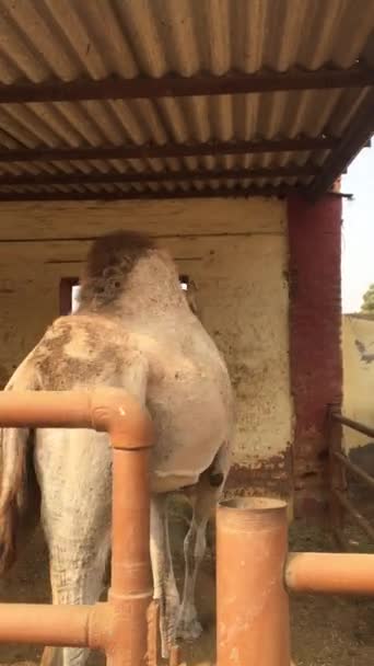 Bikaner Rajasthan Indien Januari 2019 Ökenkungen Kamel Roterar Sig Bikaner — Stockvideo