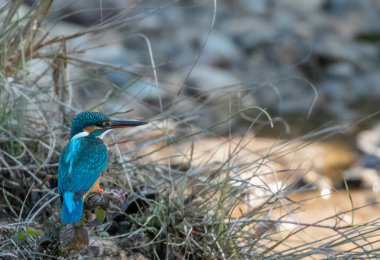 Rajaji Ulusal Parkı 'ndaki su birikintisinden dilek dilemeye çalışan Kingfisher kuşu.