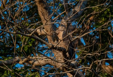 Uttarakhand, Rajaji Ulusal Parkı 'ndaki ağaçta uçan Yılan Kartalı.
