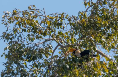 Büyük boynuzlu kuş ağaçta oturup mevsimlik meyveleri yiyor.