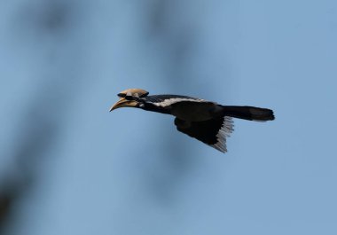 Uttarakhand, Hindistan 'daki Rajaji Ulusal Parkı' nda mavi gökyüzünde uçan oryantal boynuzlu kuş.