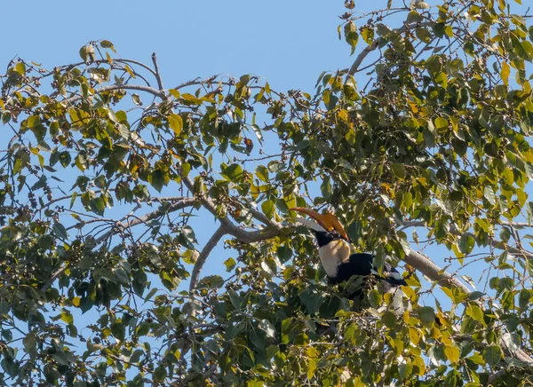 Velký Hornbill Pták Sedí Stromě Aby Sezónní Ovoce Jíst — Stock fotografie
