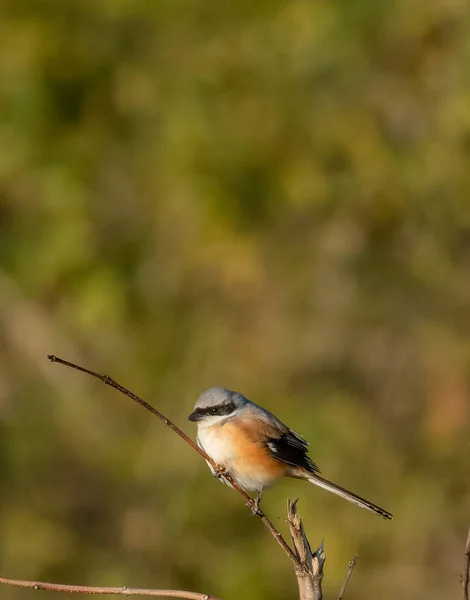 Grey Shrike Fågel Sitter Abborre Träd Nationalparken Uttarakhand — Stockfoto