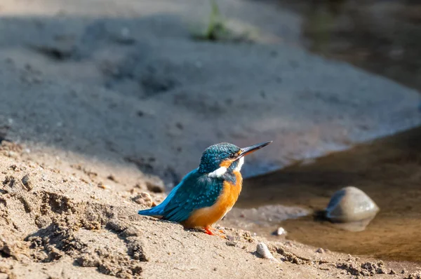 Κοινό Πουλί Kingfisher Δράση Για Πάρει Την Ευχή Από Υδάτινο — Φωτογραφία Αρχείου