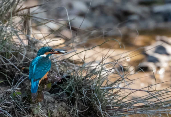 Rajaji Ulusal Parkı Ndaki Birikintisinden Dilek Dilemeye Çalışan Kingfisher Kuşu — Stok fotoğraf