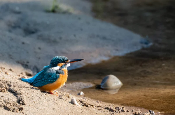 ラジャジ国立公園内の水の体から願いを得るために行動する一般的なカワセミの鳥 Uttarakhand — ストック写真