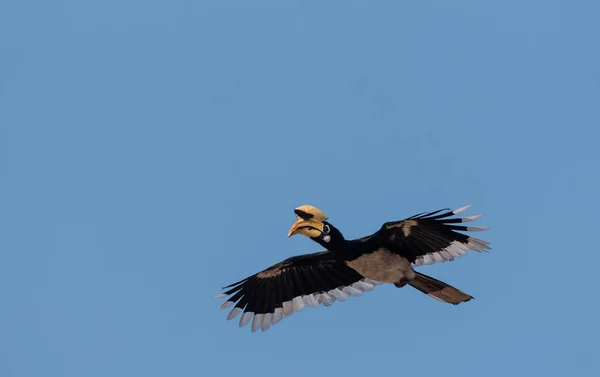 Orientalisk Pied Hornnäbb Fågel Flyger Den Blå Himlen Rajaji Nationalpark — Stockfoto