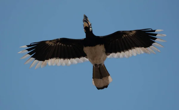 Oosterse Pied Gehoornvogel Vliegen Blauwe Lucht Bij Rajaji Nationaal Park — Stockfoto