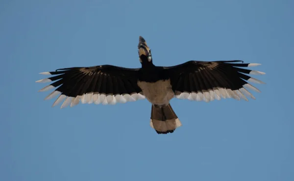 Oosterse Pied Gehoornvogel Vliegen Blauwe Lucht Bij Rajaji Nationaal Park — Stockfoto