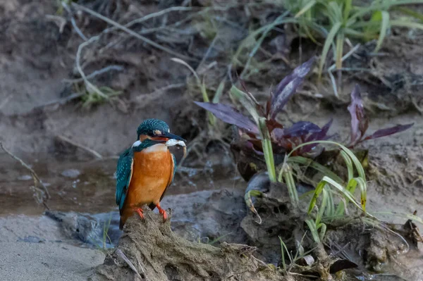 Pássaro Kingfisher Comum Ação Para Obter Desejo Corpo Água Parque — Fotografia de Stock