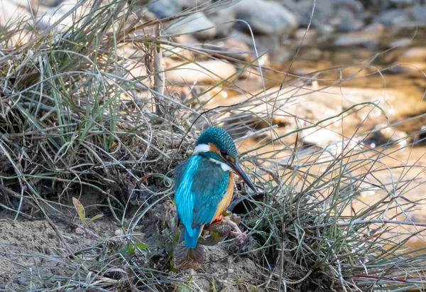 Common Kingfisher Fågel Aktion För Att Önskan Från Vattenförekomst Rajaji — Stockfoto