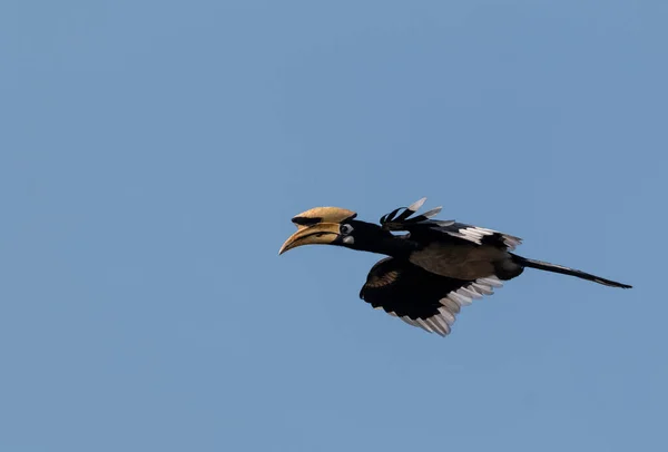 Uccello Calabrone Pied Orientale Che Vola Nel Cielo Blu Parco — Foto Stock