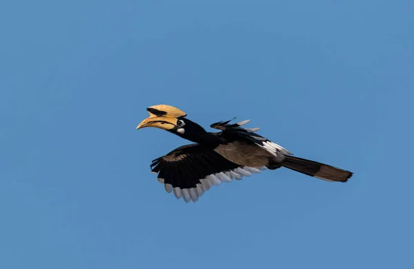 Oosterse Pied Gehoornvogel Vliegen Blauwe Lucht Bij Rajaji Nationaal Park — Stockfoto