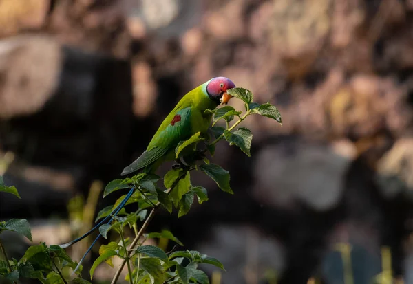 Pappagallino Testa Prugna Seduto Sull Albero Frutta — Foto Stock