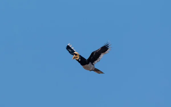 Uccello Calabrone Pied Orientale Che Vola Nel Cielo Blu Parco — Foto Stock