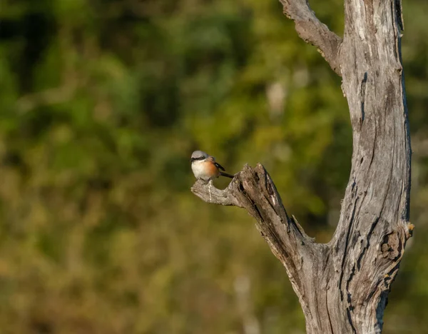 Szürke Shrike Madár Üregében Nemzeti Parkban Uttarakhand — Stock Fotó