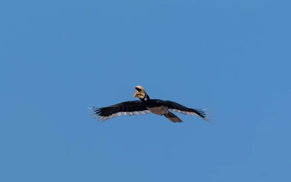 Keleti Pied Hornbill Madár Repül Kék Rajaji Nemzeti Park Uttarakhand — Stock Fotó