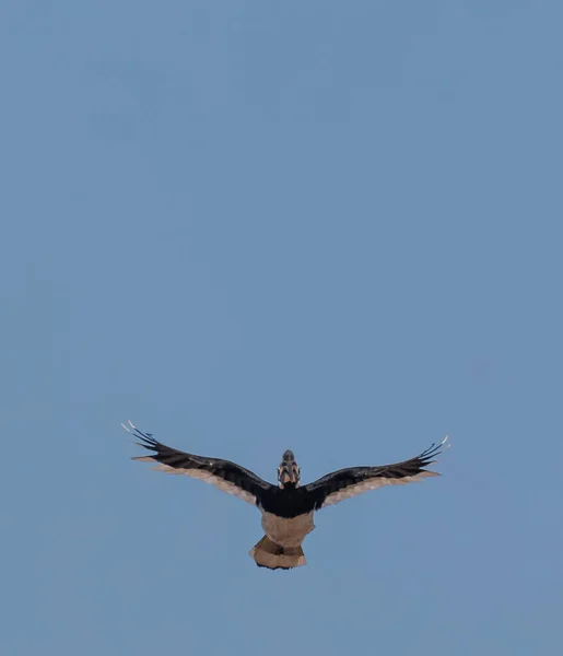 Keleti Pied Hornbill Madár Repül Kék Rajaji Nemzeti Park Uttarakhand — Stock Fotó