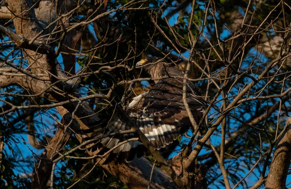 Uttarakhand的Rajaji国家公园 信天翁鹰在树上行动 — 图库照片