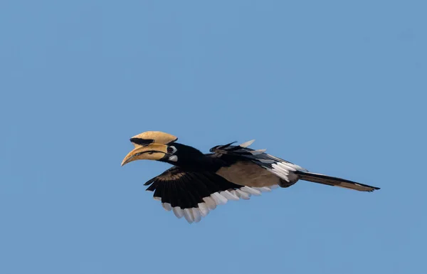 Oosterse Pied Gehoornvogel Vliegen Blauwe Lucht Bij Rajaji Nationaal Park — Stockfoto