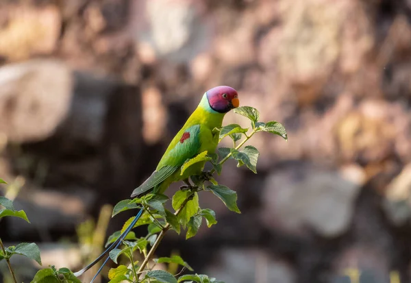 Plum Headed Parakeet Sitting Tree Fruit — Stock Photo, Image