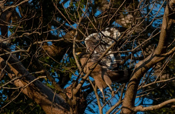Pájaro Águila Serpiente Crestada Acción Árbol Parque Nacional Rajaji Uttarakhand —  Fotos de Stock