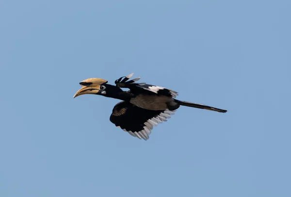 Oriental Pied Hornbill Bird Flying Blue Sky Rajajajaji National Park —  Fotos de Stock