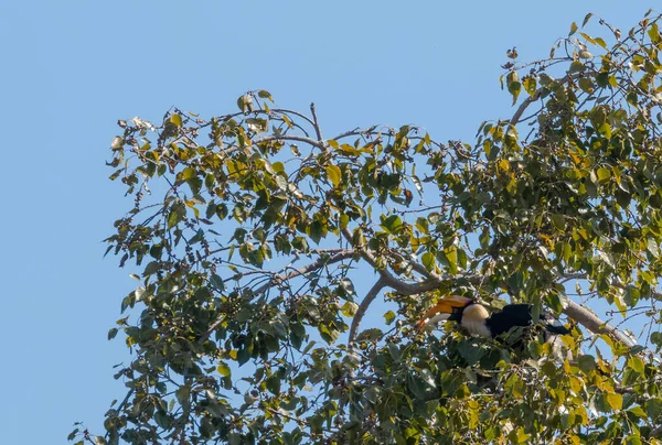 大角嘴鸟坐在树上采摘季节性的水果 — 图库照片
