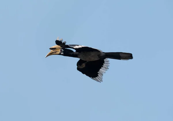 Oriental pied hornbill bird flying in the blue sky at rajaji national park, Uttarakhand, India