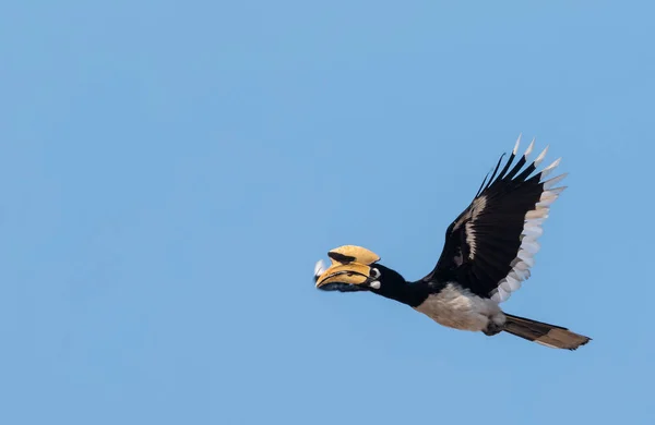 Oosterse Pied Gehoornvogel Vliegen Blauwe Lucht Bij Rajaji Nationaal Park — Stockfoto