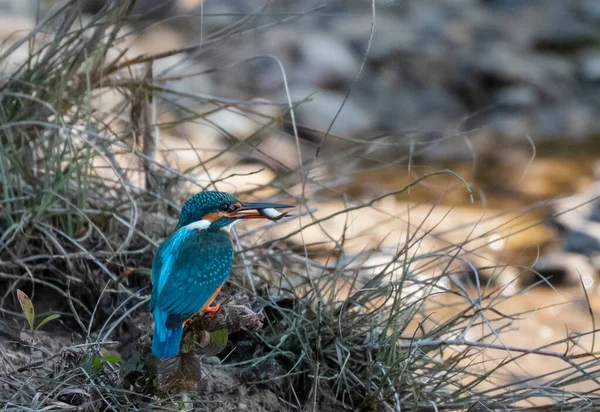 Common Kingfisher Fågel Aktion För Att Önskan Från Vattenförekomst Rajaji — Stockfoto