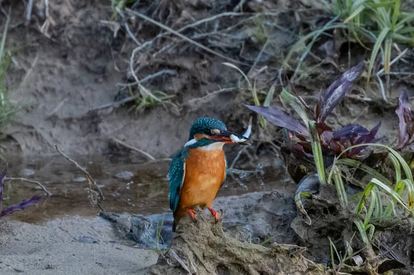 Oiseau Martin Pêcheur Commun Action Pour Obtenir Souhait Plan Eau — Photo