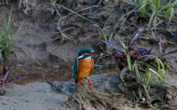 Common Kingfisher Fågel Aktion För Att Önskan Från Vattenförekomst Rajaji — Stockfoto